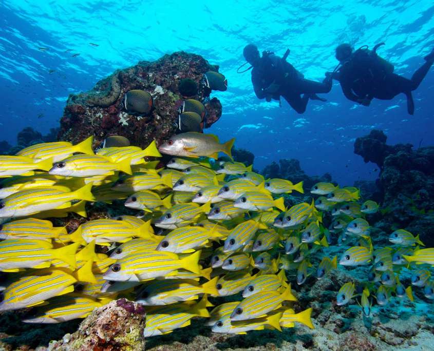 Divers and fish at Nala Maldives