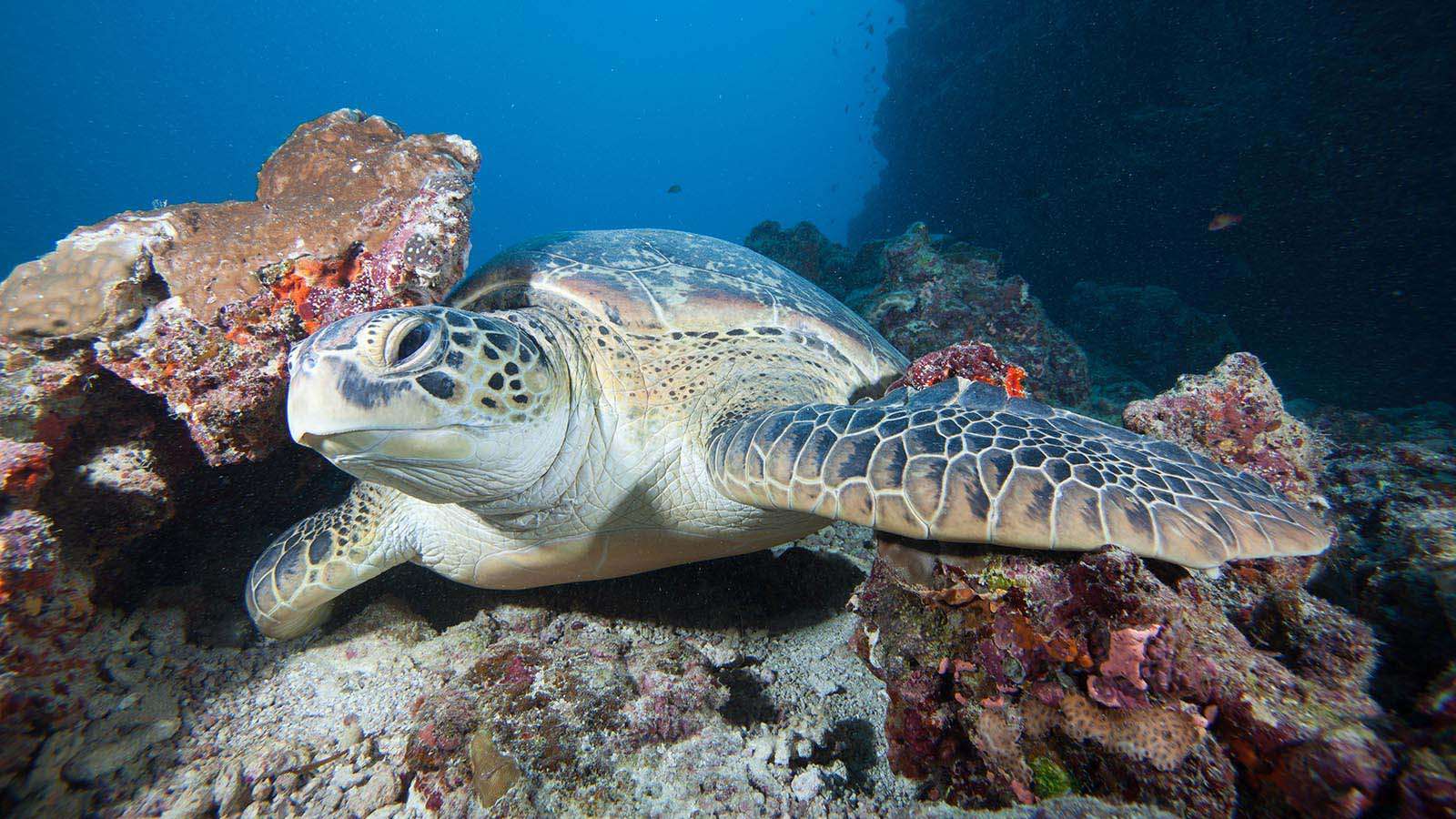 A Green turtle at turtle rock, Nala Madlives