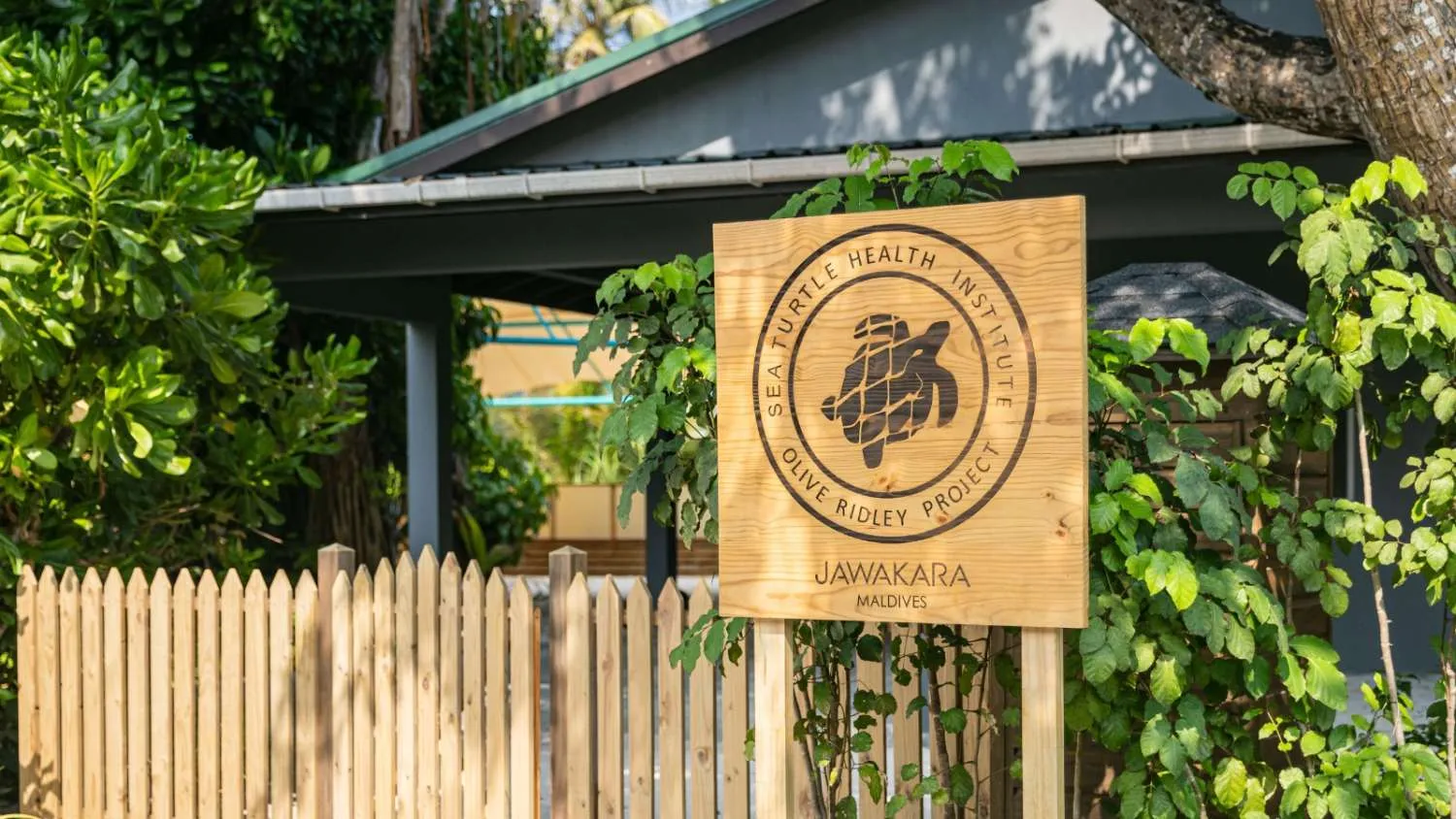 Turtle conservation at jawakara Islands Maldives