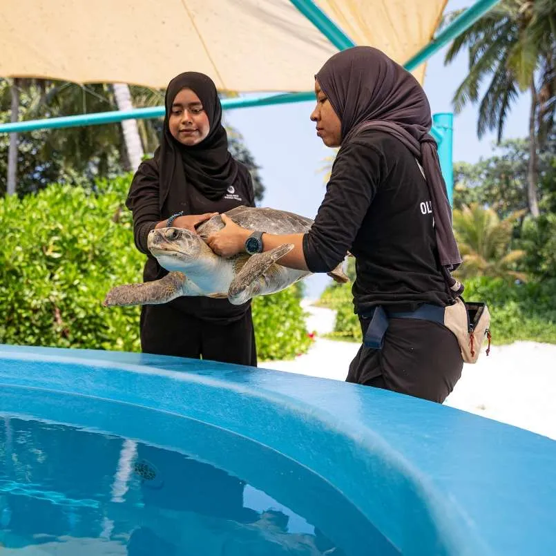Turtle conservation at jawakara Islands Maldives