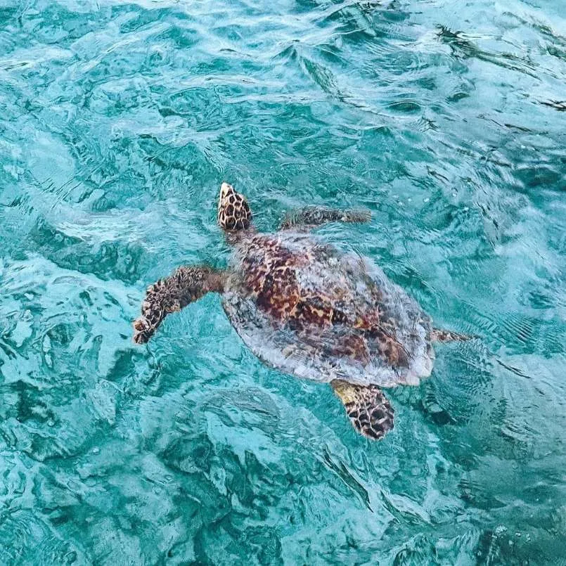 Turtle conservation at jawakara Islands Maldives